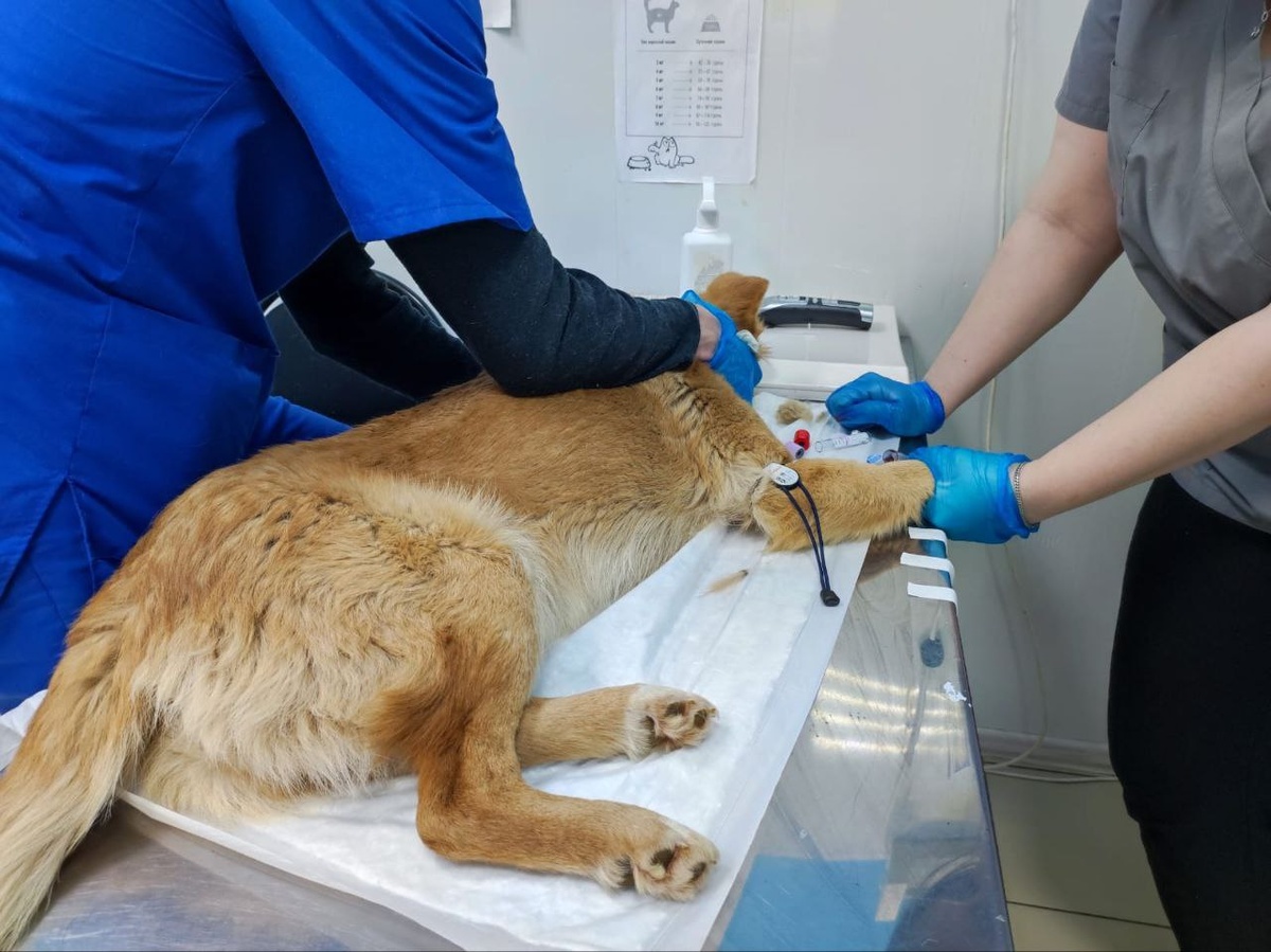 Несчстный песик получил перелом таза и другие раны скорее всего после ДТП...