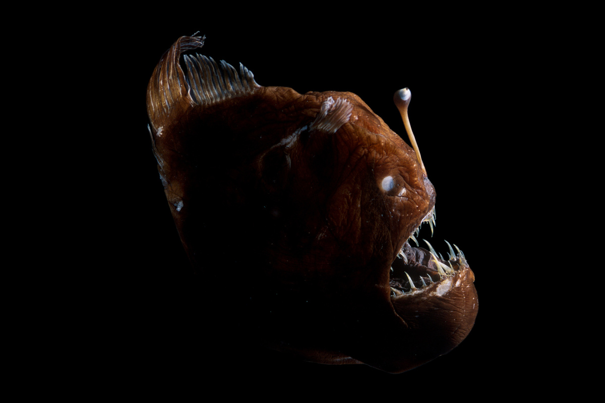 Бархатный китоголов (Melanocetus johnsonii)