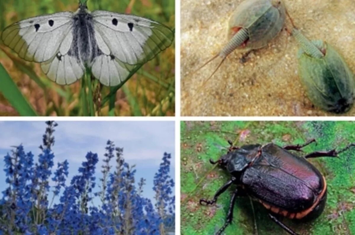    В Калужской области издали 17-й сборник краснокнижных видов флоры и фауны