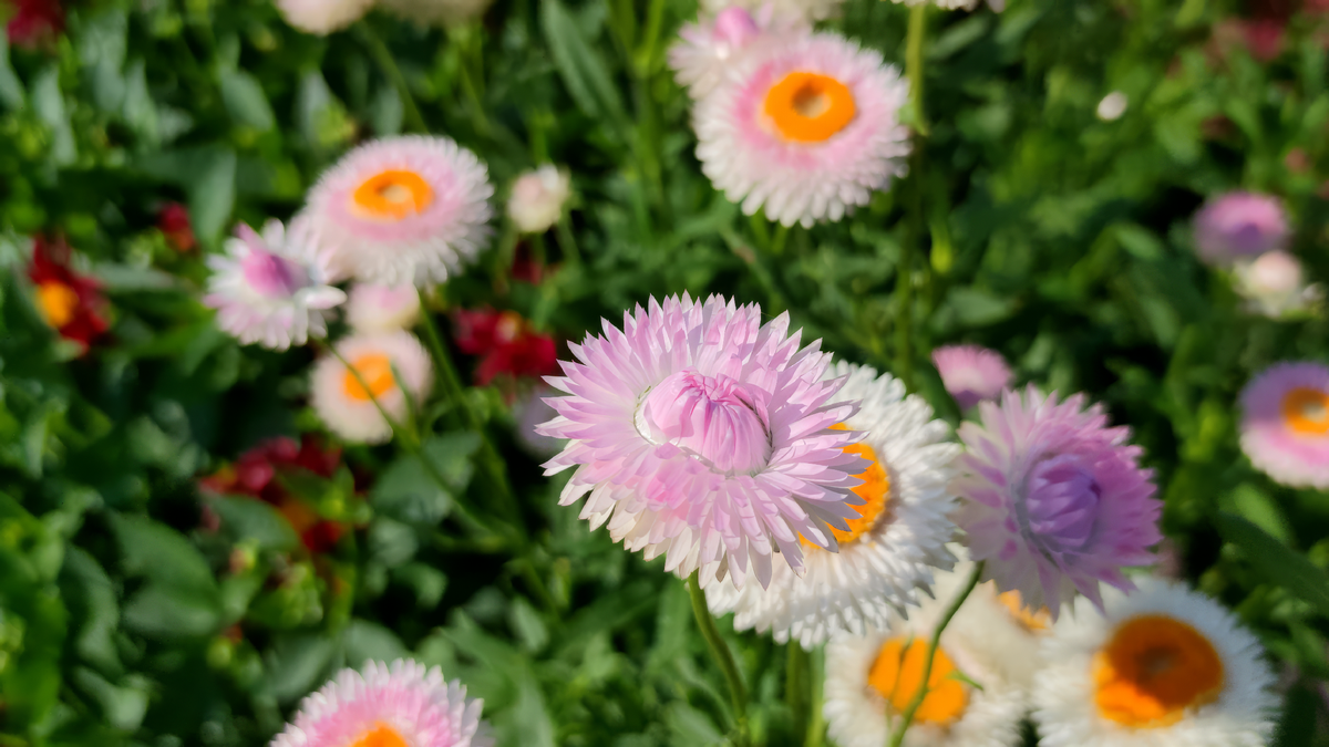 Гелихризум (Helichrysum)