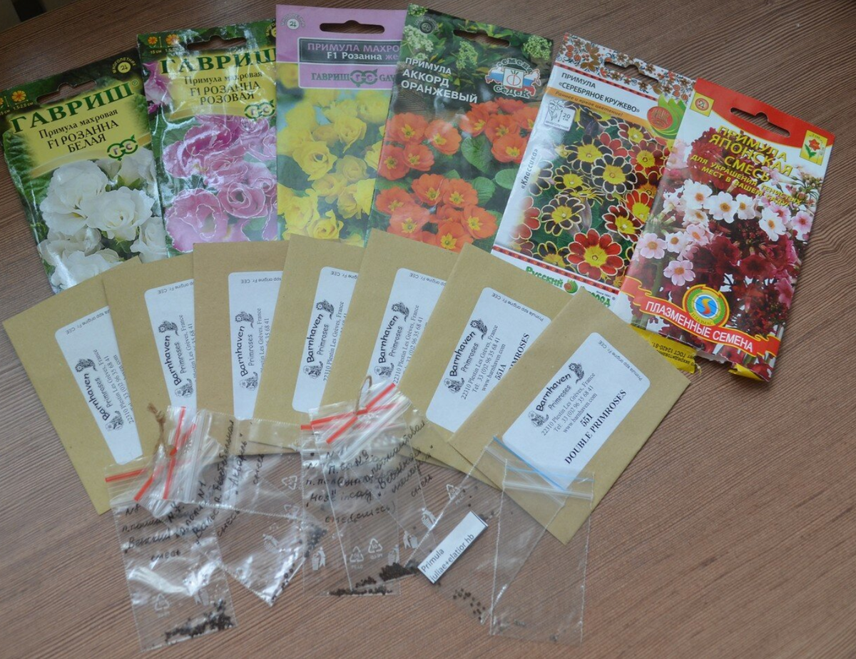 Все стадии примуломании: от магазинных семян до питомников
