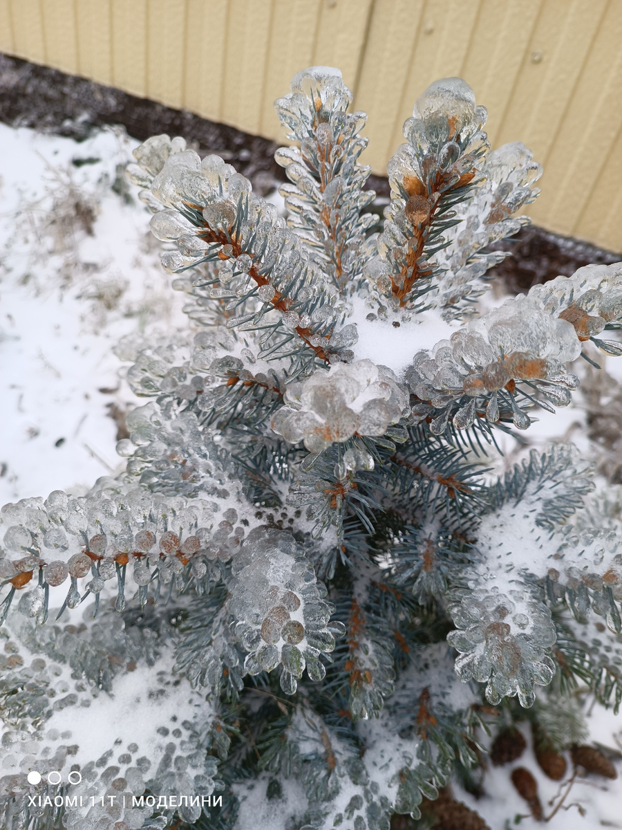 Как в прошлом году был ледяной сад🙈