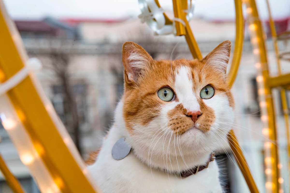  У кого ещё новогоднее настроение?