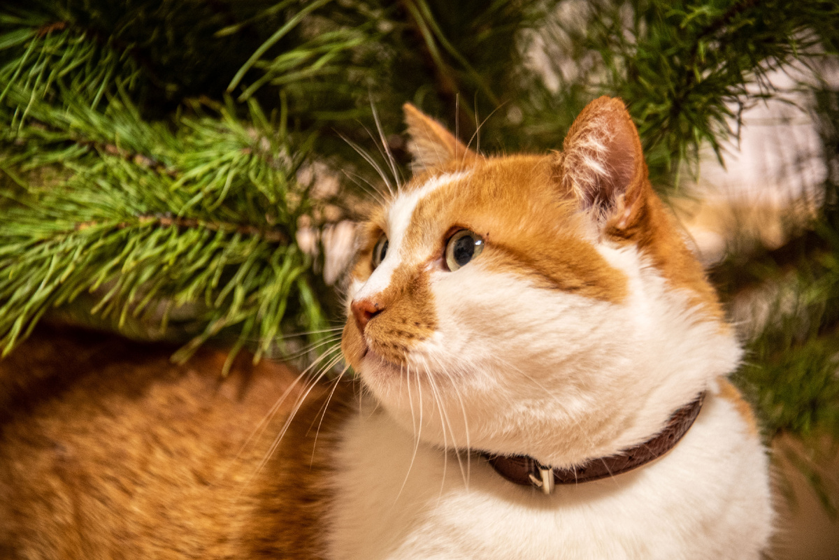 Елочка, елка — лесной аромат 