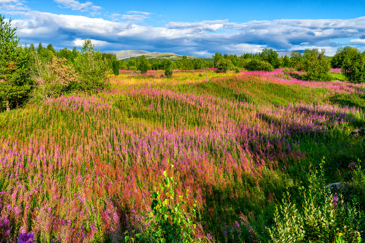 Возле села Имандра, Оленегорский округ, Мурманская область 