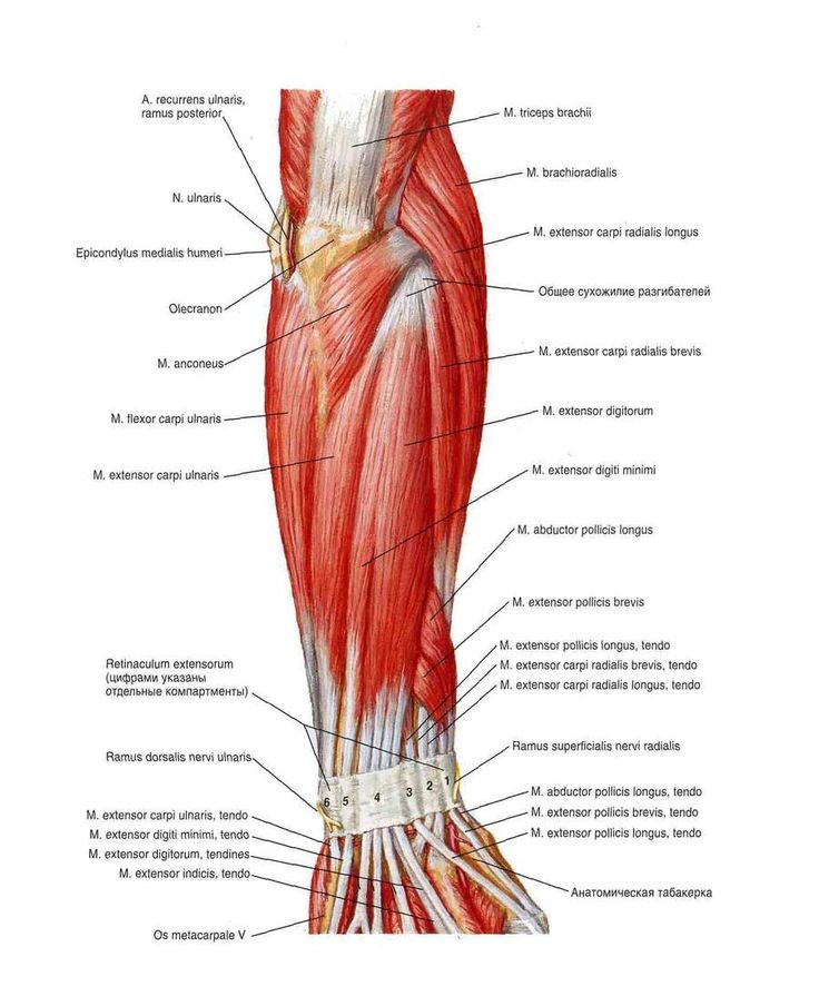 Латынь учат двумя блоками ниже, тут это просто для визуализации 