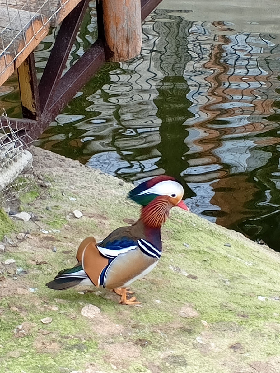 Мандаринка агрессор