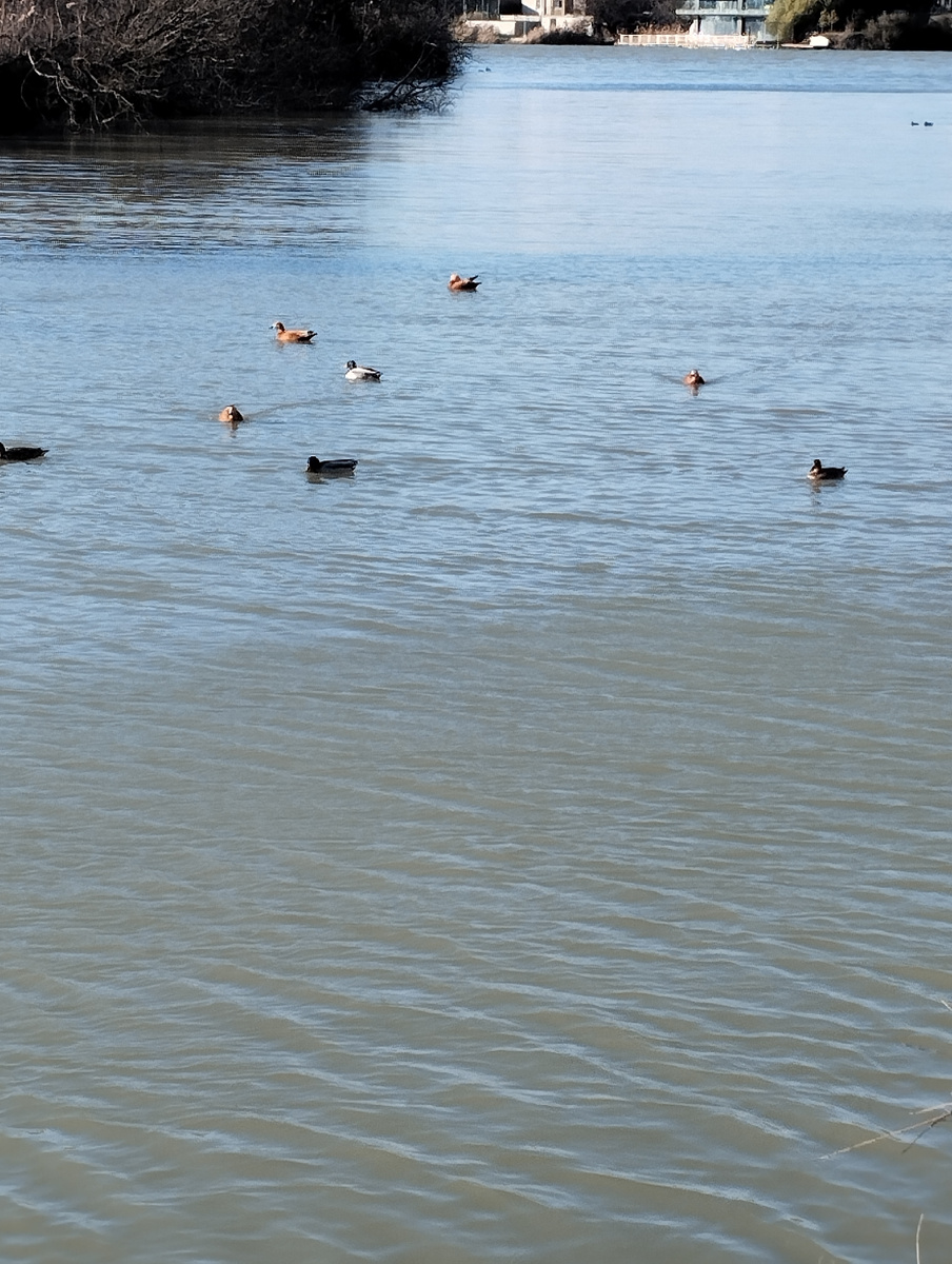 Фото 2. Уточки плавают в реке 