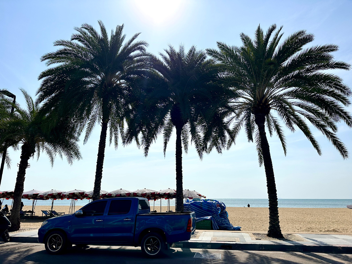 Зонтики пальм.