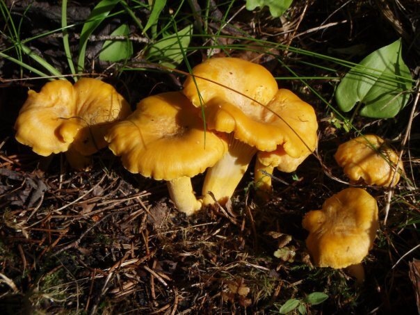 Автор фото Галина Фофанова