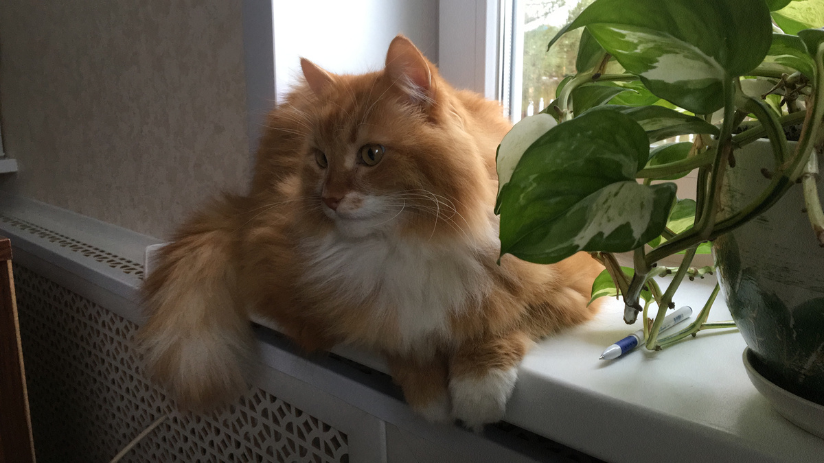 Беша. Фото автора