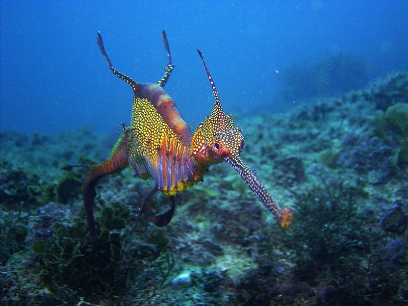 Phyllopteryx taeniolatus