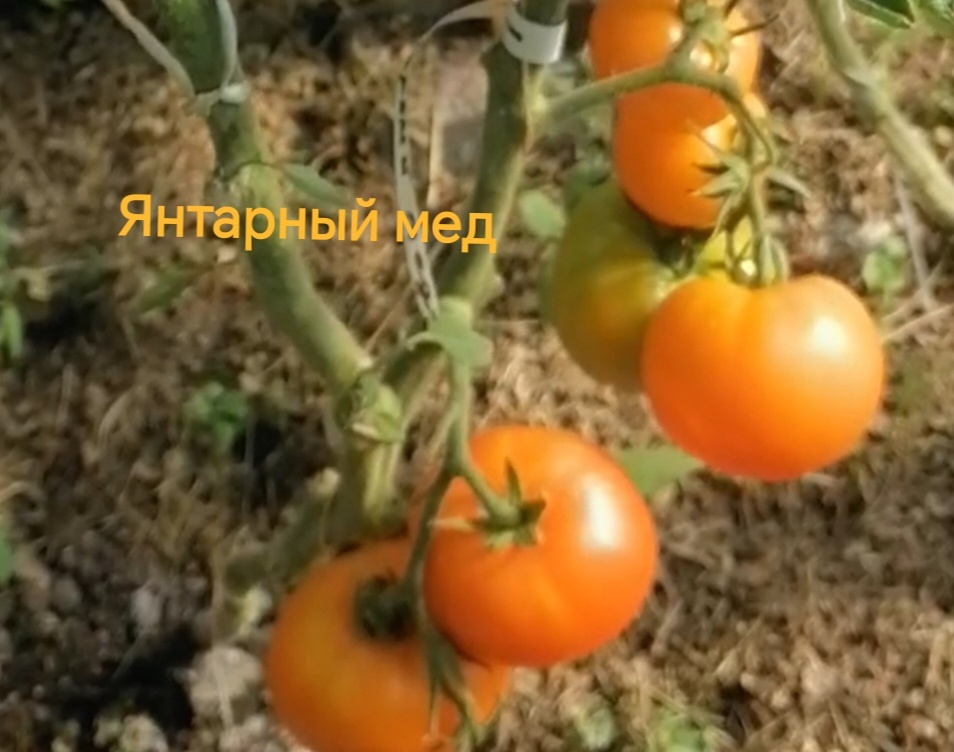 Янтарный мед. Фото автора