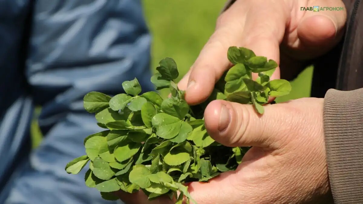 Фото:© Владимир Исаенко / Glavagronom.ru
Ученые выяснили, как растения и грибы обмениваются сообщениями для установления симбиотических связей