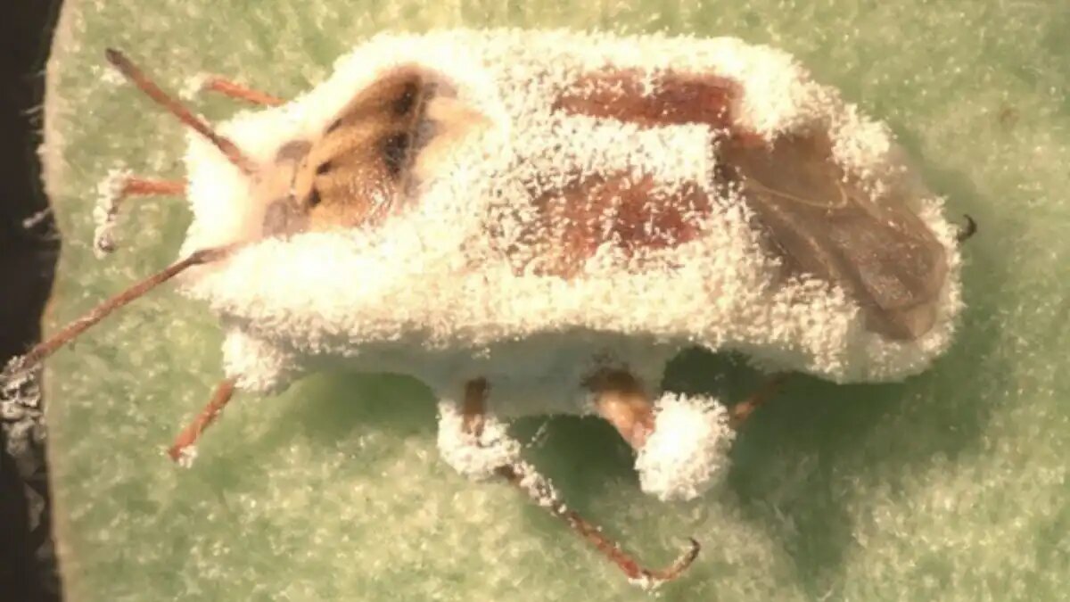 Фото:Сурендра Дара
Западный блестящий клоп Lygus hesperus, пораженный энтомопатогенным грибом Beauveria bassiana