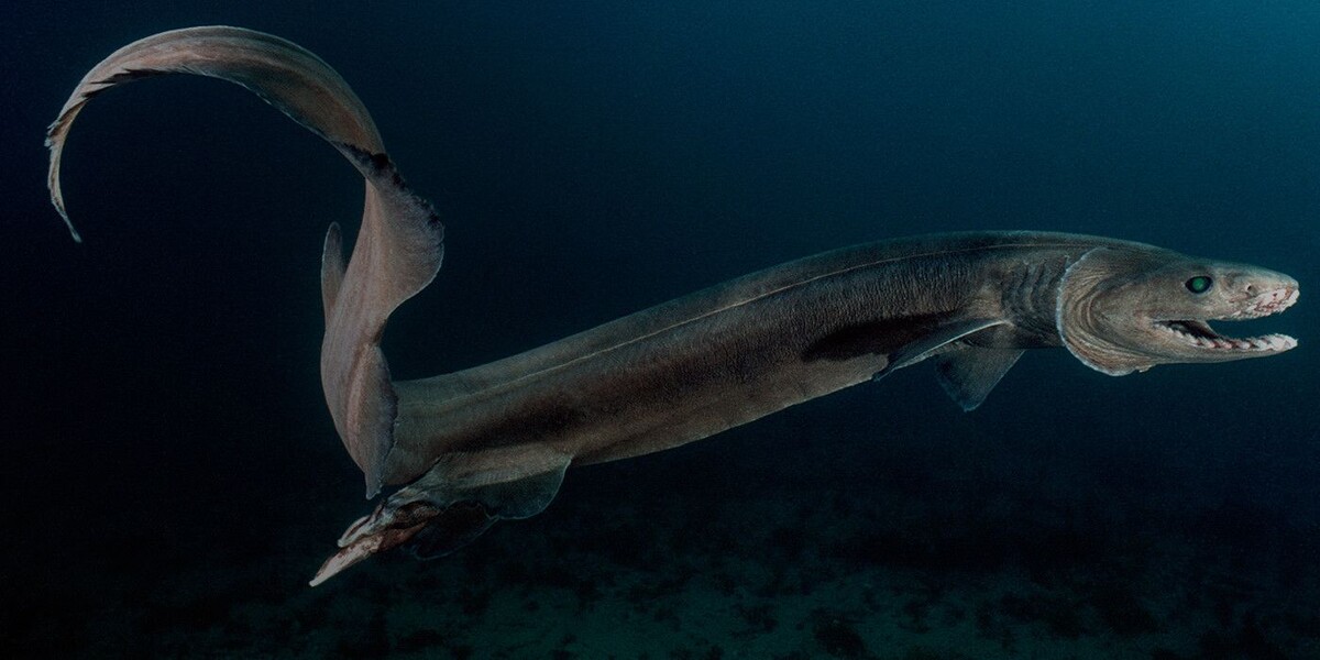 Плащеносец (Chlamydoselachus anguineus)