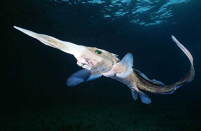 Широконосая химера (Broadnose Chimaera)