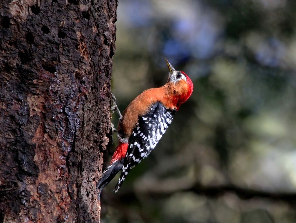 Рыжебрюхий дятел. Фото взято из открытого источника Яндекс Картинки.