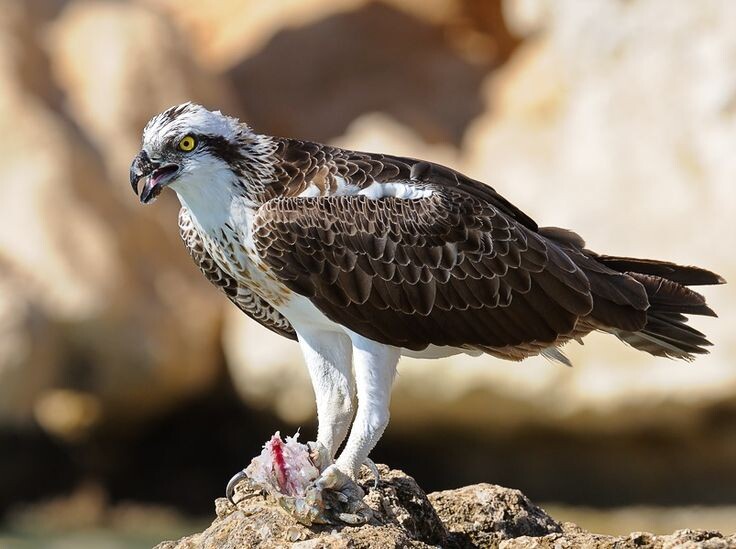 Фото из открытых источников. Скопа — символ Дарвинского заповедника. Это пернатый хищник, занесённый в Красную книгу. В заповеднике общая численность скопы — более 60 пар. Птицы поселяются на сухих соснах посреди болот на расстоянии до 10 км от побережья Рыбинского водохранилища