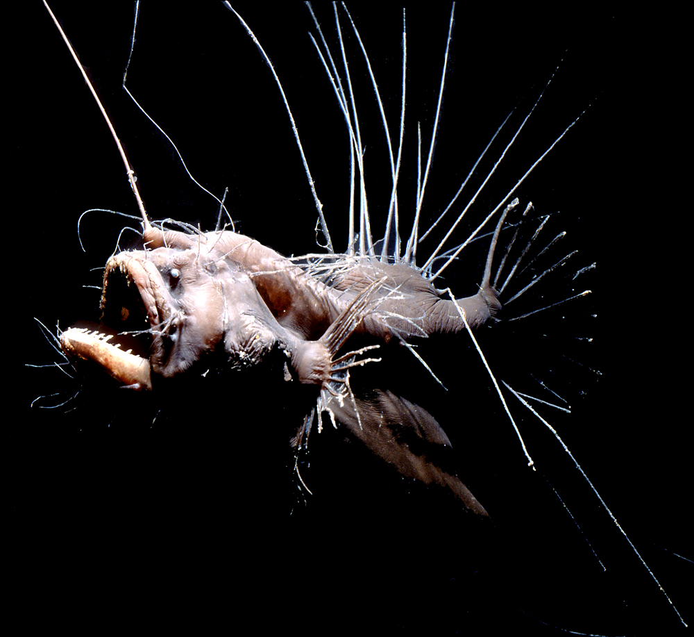 Волосатый морской чёрт (Lasiognathus)