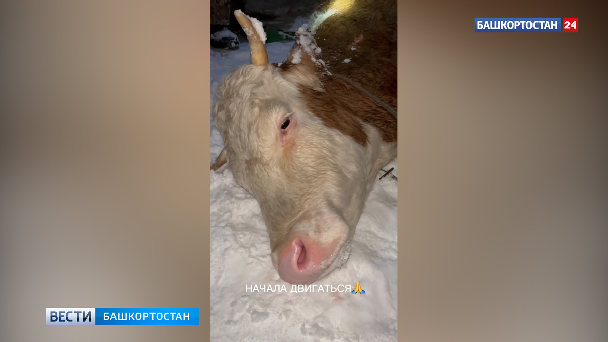    "Телята звали на помощь": сельчане спасли провалившуюся в реку корову в Башкирии