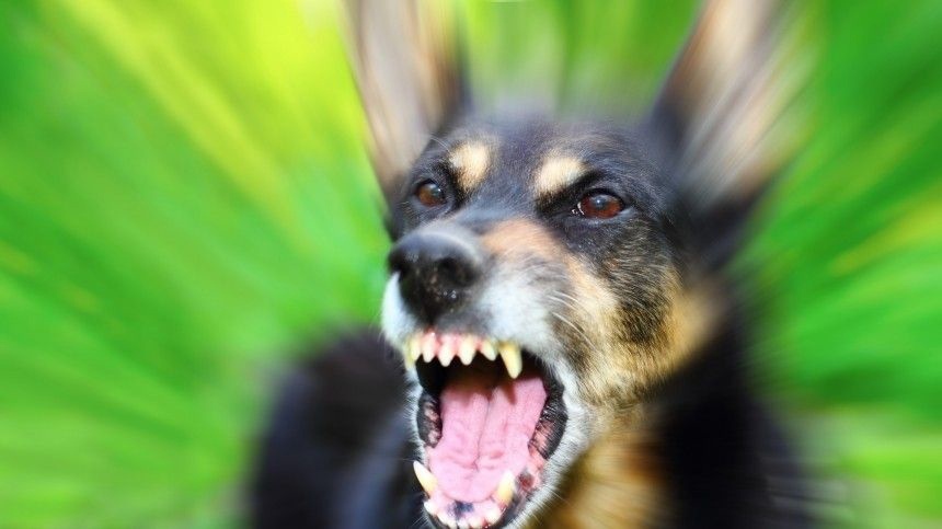 Страшно? Ага, для того так и снято. А жучка всего-навсего лает. / Фото из коллекции. Источник за давностью неизвестен.