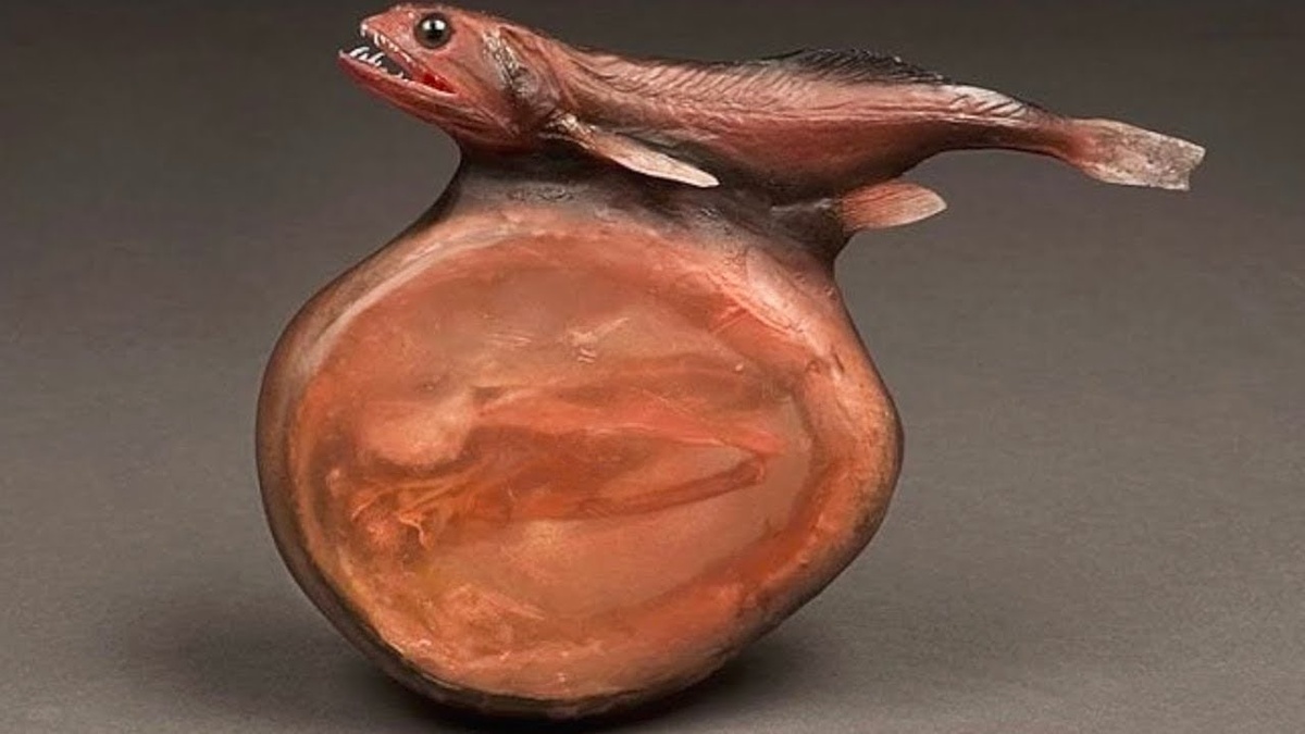 Живоглот (Chiasmodon niger)
