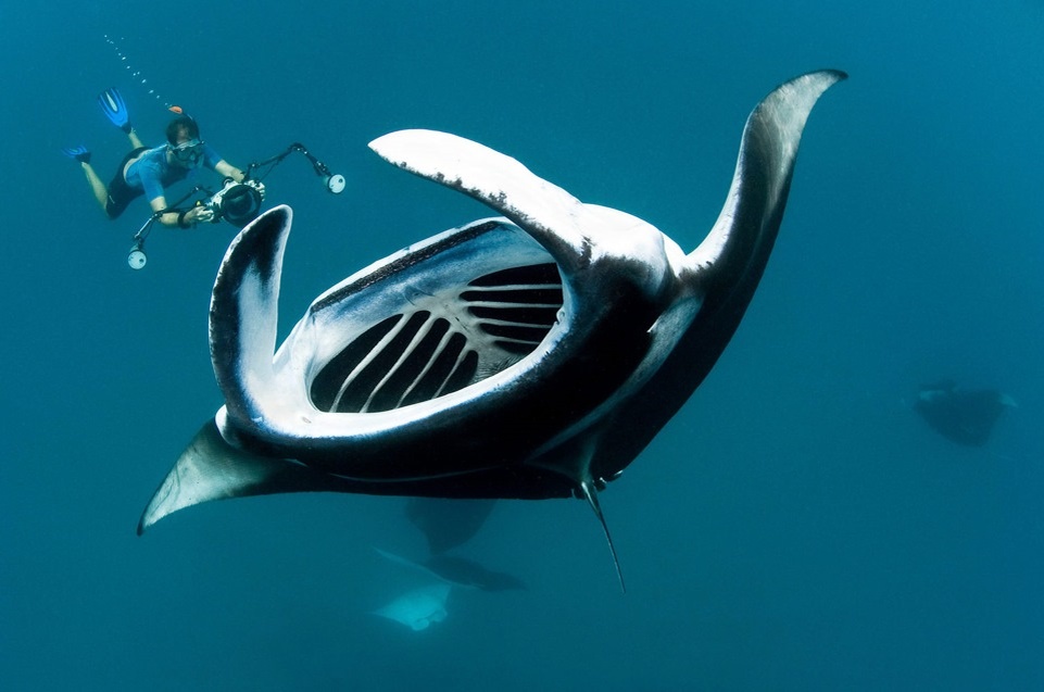Манта (Manta birostris)