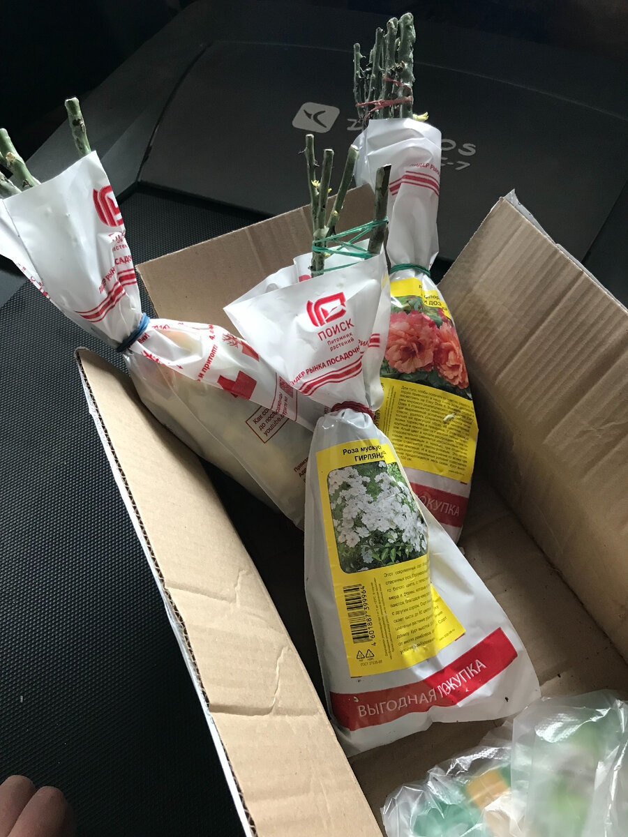 розы после распаковки