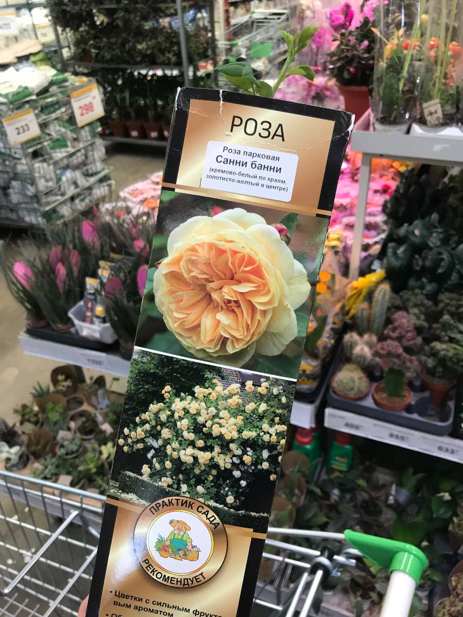 роза из Леруа - март 2024