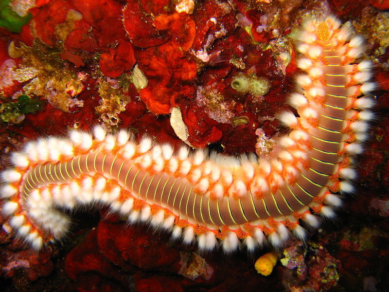 Огненный червь (Hermodice carunculata)