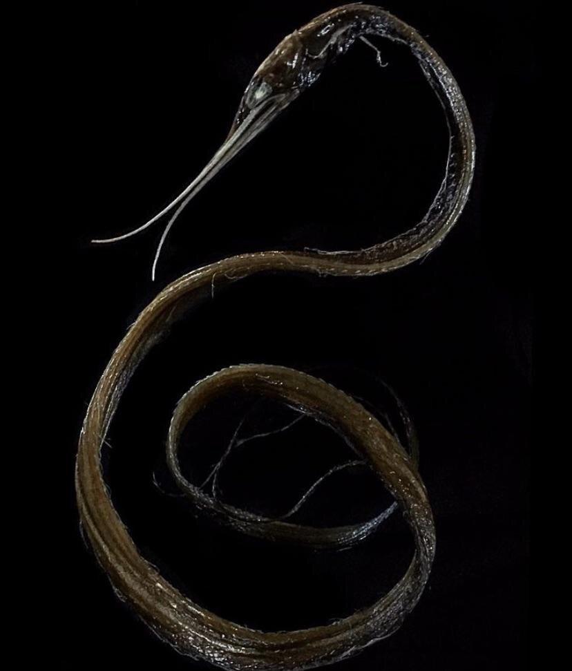 Нитехвостый угорь (Nemichthys scolopaceus)