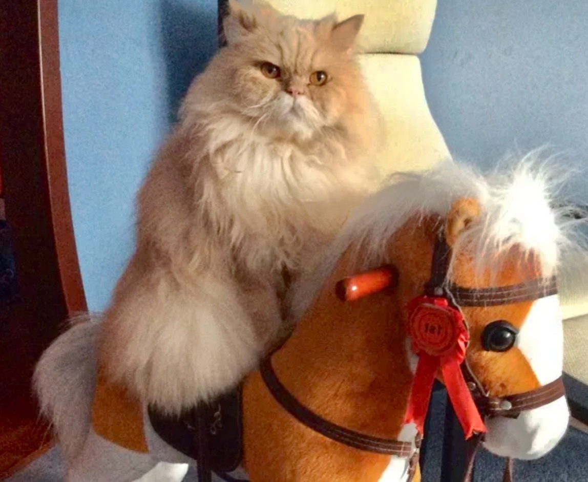 Но! Лошадка! Но! Лошадка! Брррр! Прискакали