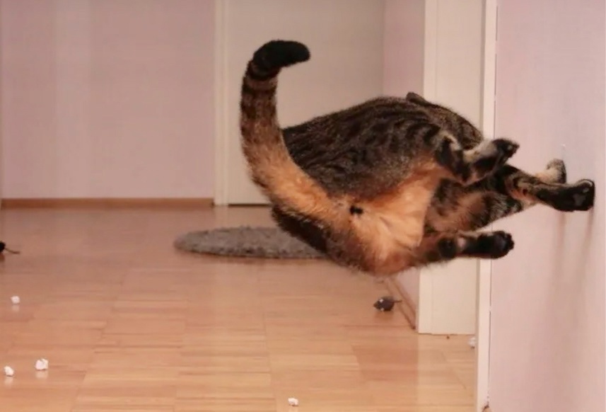 Алеееее-оп! ->->->