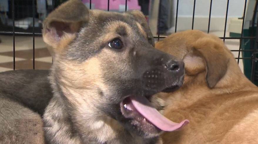 Третий год на официальном уровне работает удивительный проект - «Животные города В»