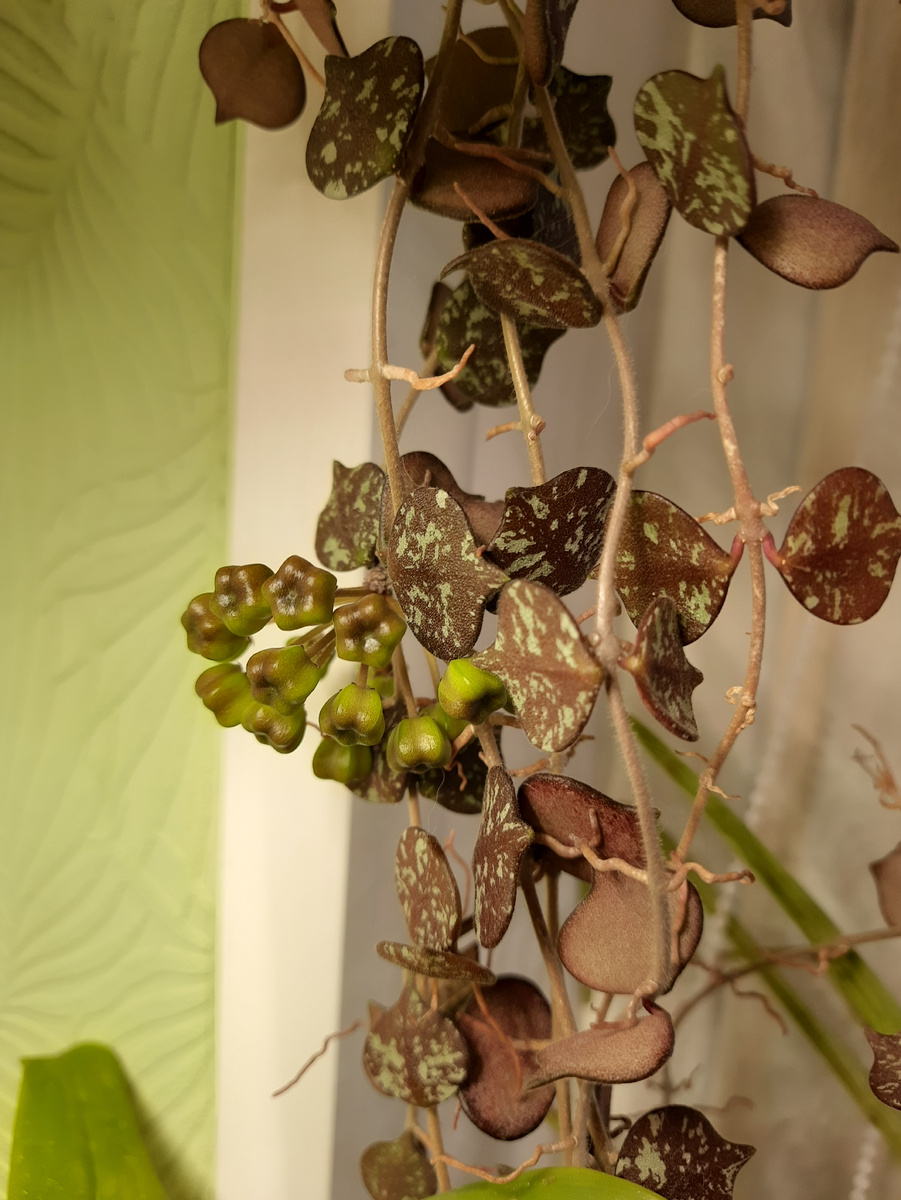 Хойя куртиси (hoya curtisii)