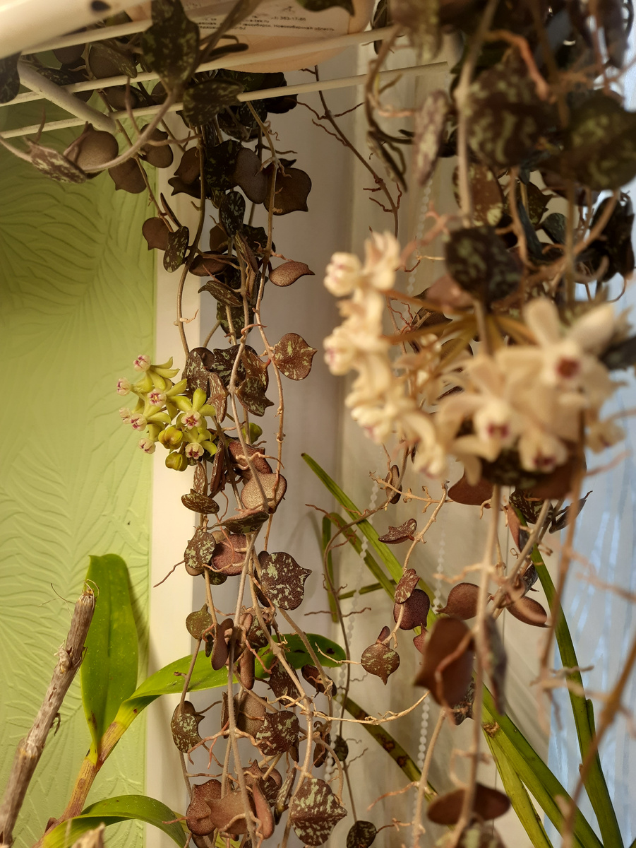 Хойя куртиси (hoya curtisii)