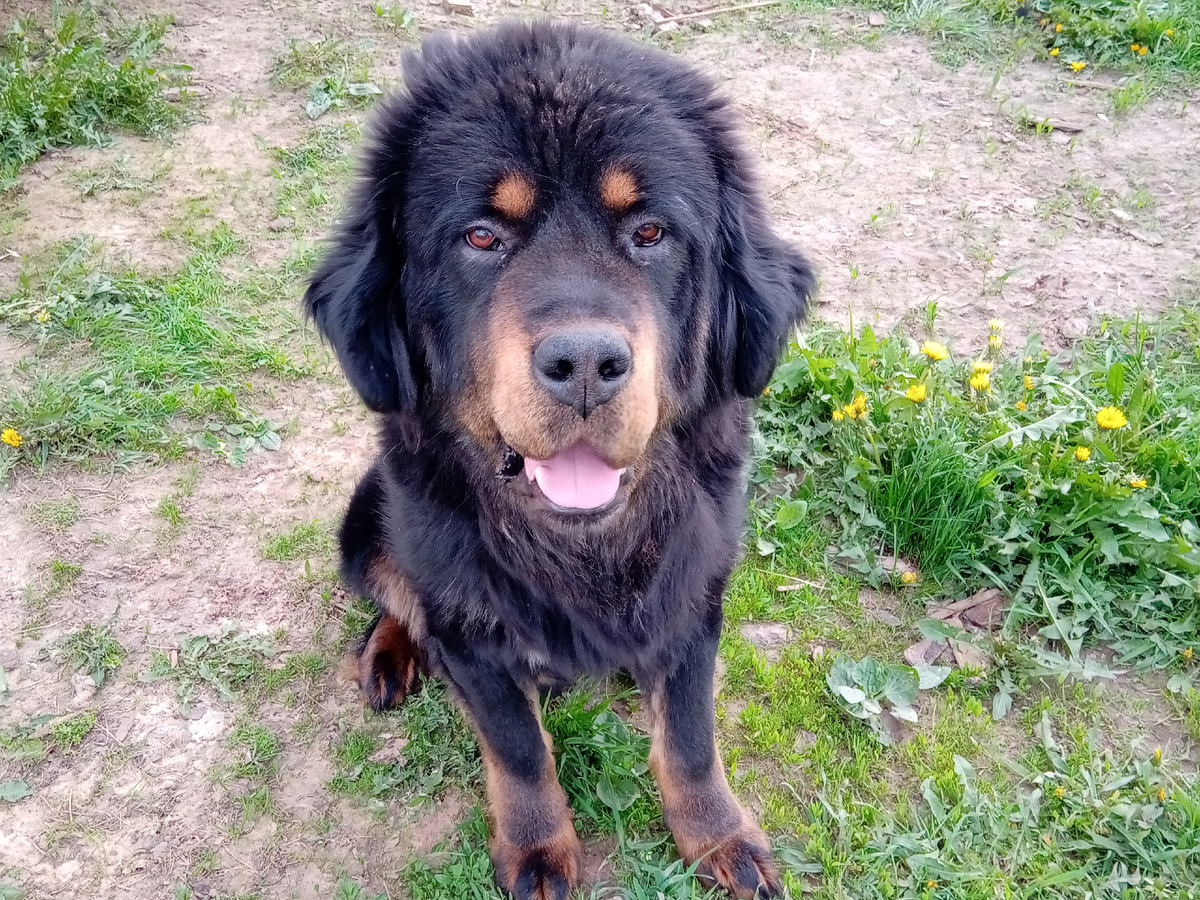 Пока ещё молодой и с меняющейся шерстью, но всегда улыбающийся собакен.