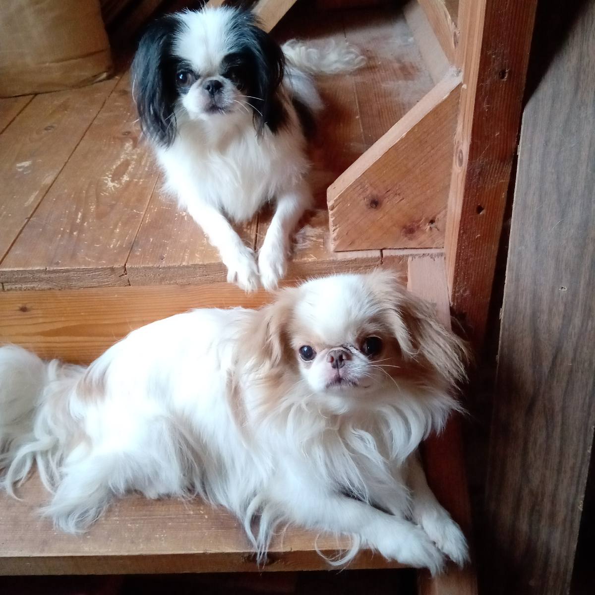 К зиме малыши обросли хорощим подшёрстком, хоть и живут в доме.