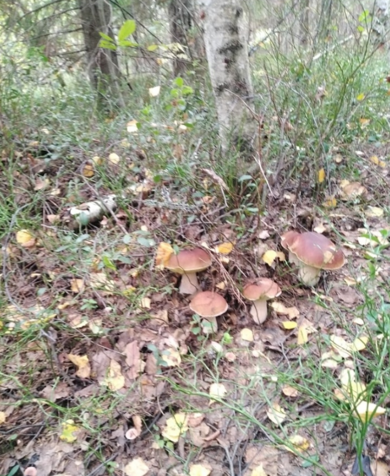 Автор фото Дмитрий Рощин