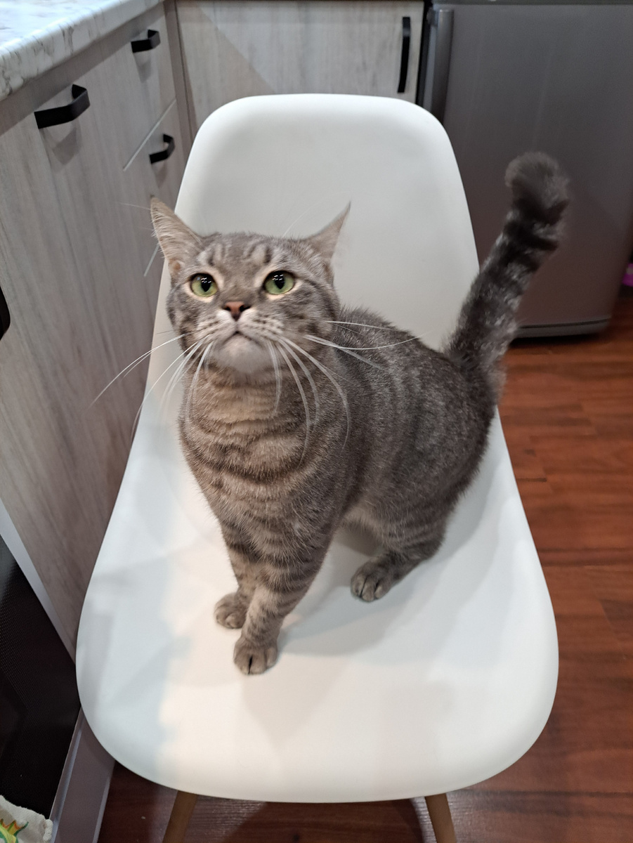 Выбрашивает блинчики