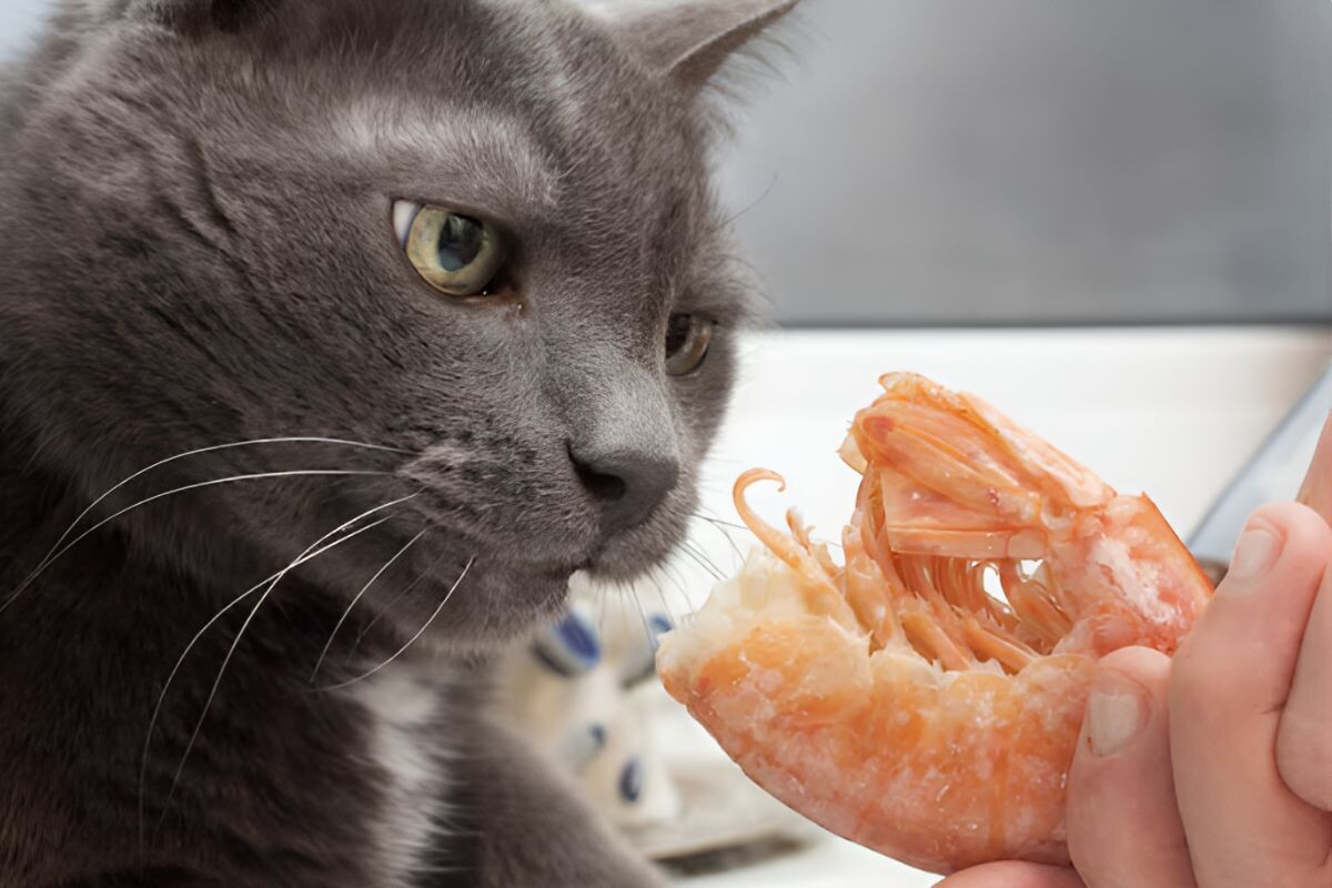 Можно ли кошкам креветки