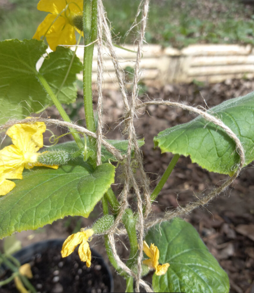 огурцы к апрелю были такими