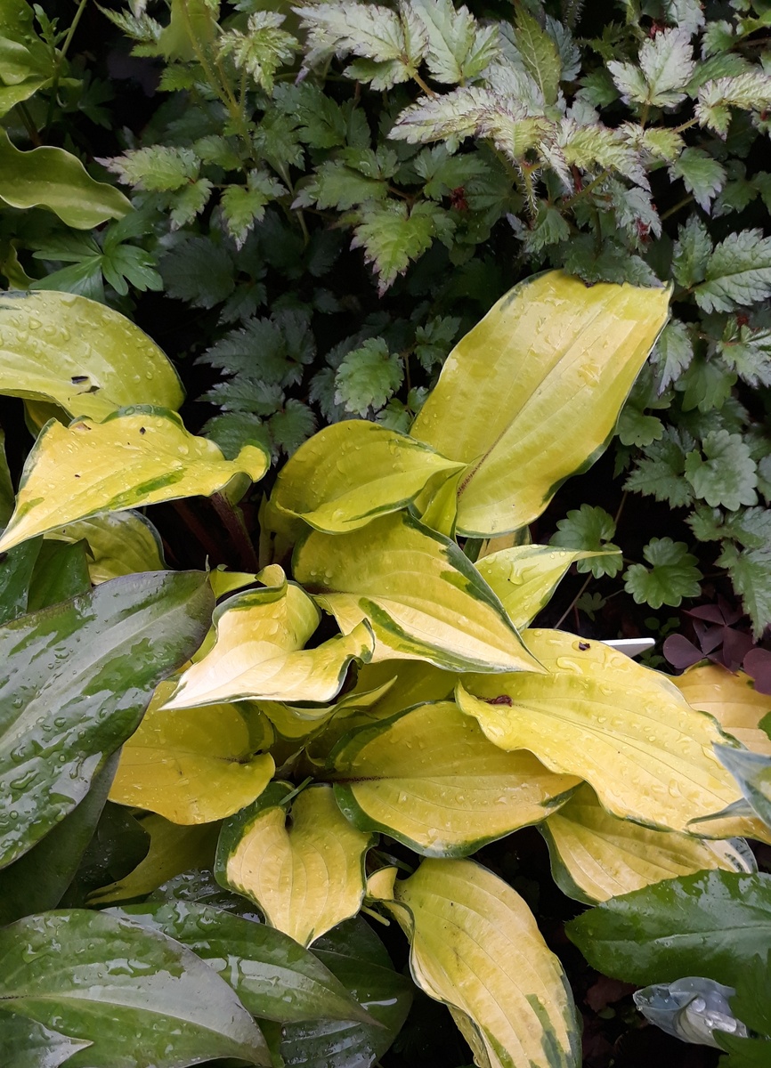 Разве можно отказать себе в удовольствии увидеть новые сорта хост?