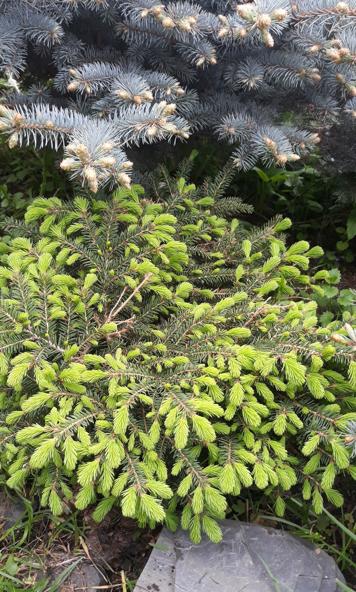 Хвойные - тоже любимцы. Есть старички, которым больше 20 лет, и очень много молодых. 