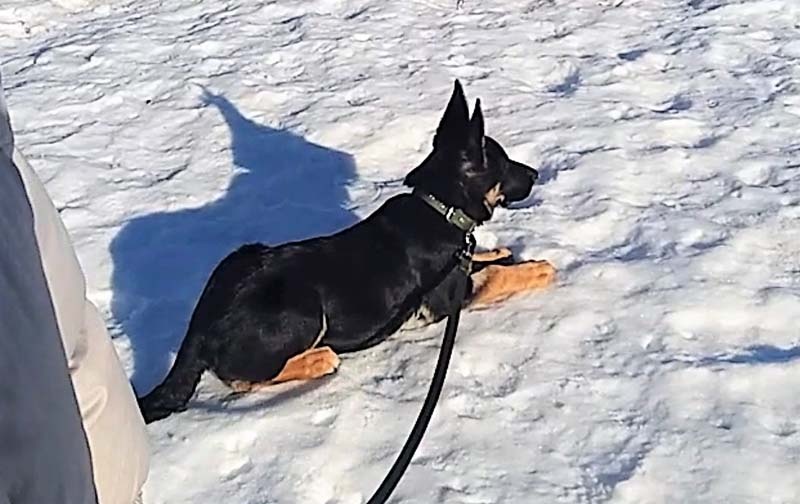 Фото автора, Кейси 3 месяца