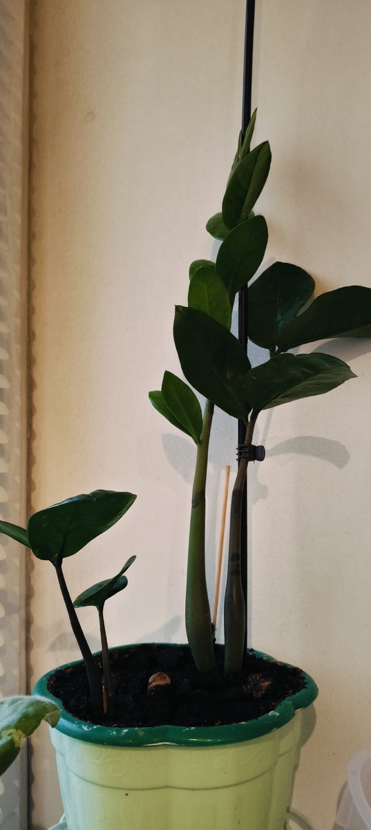 Мой замиокулькас, от которого отвалилась ветка. 