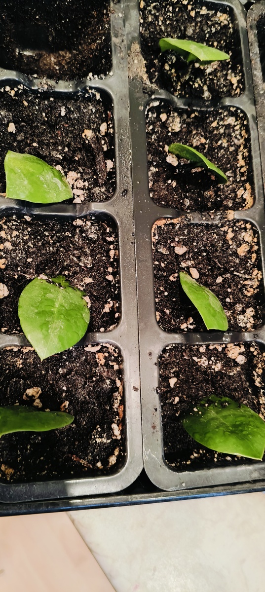 Всего получилось 11 листочков. 