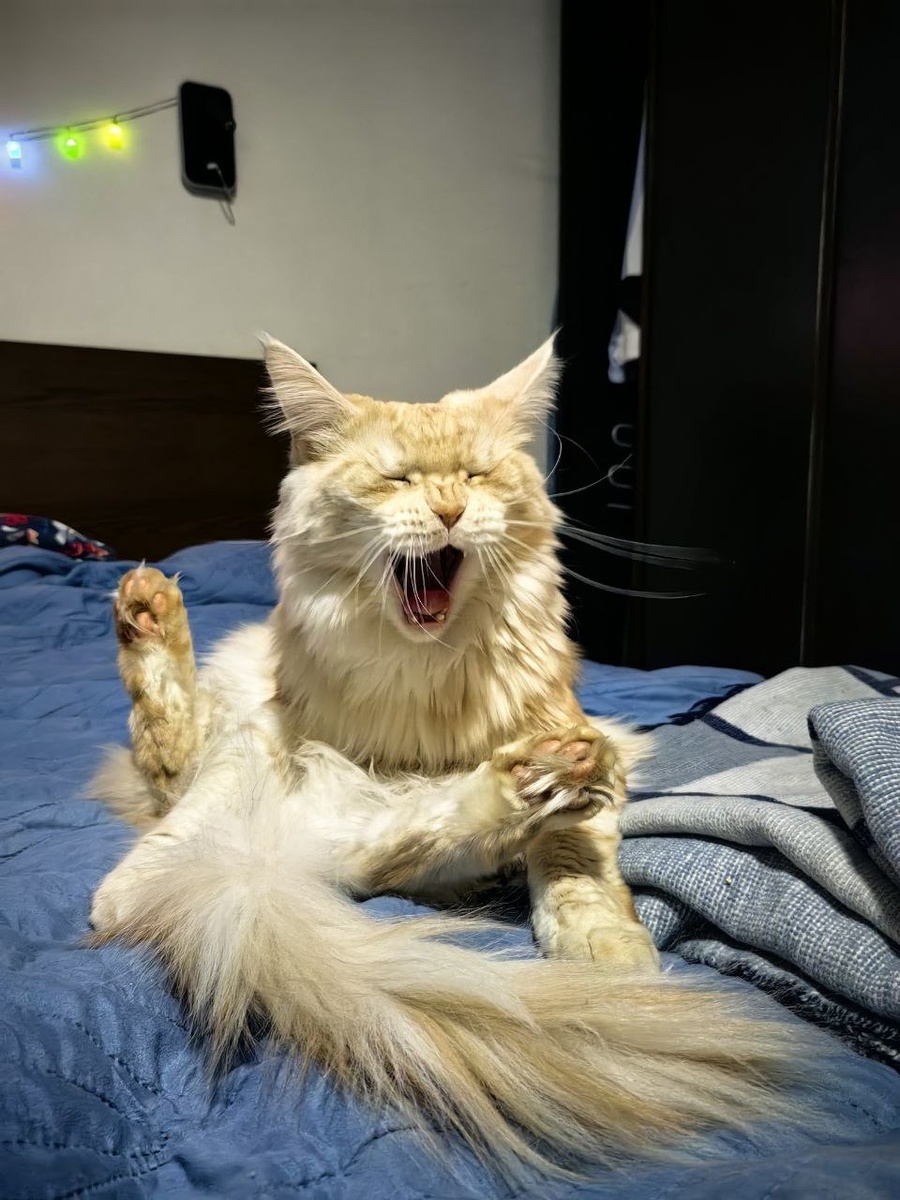 Мой кот Хиро для привлечения внимания 