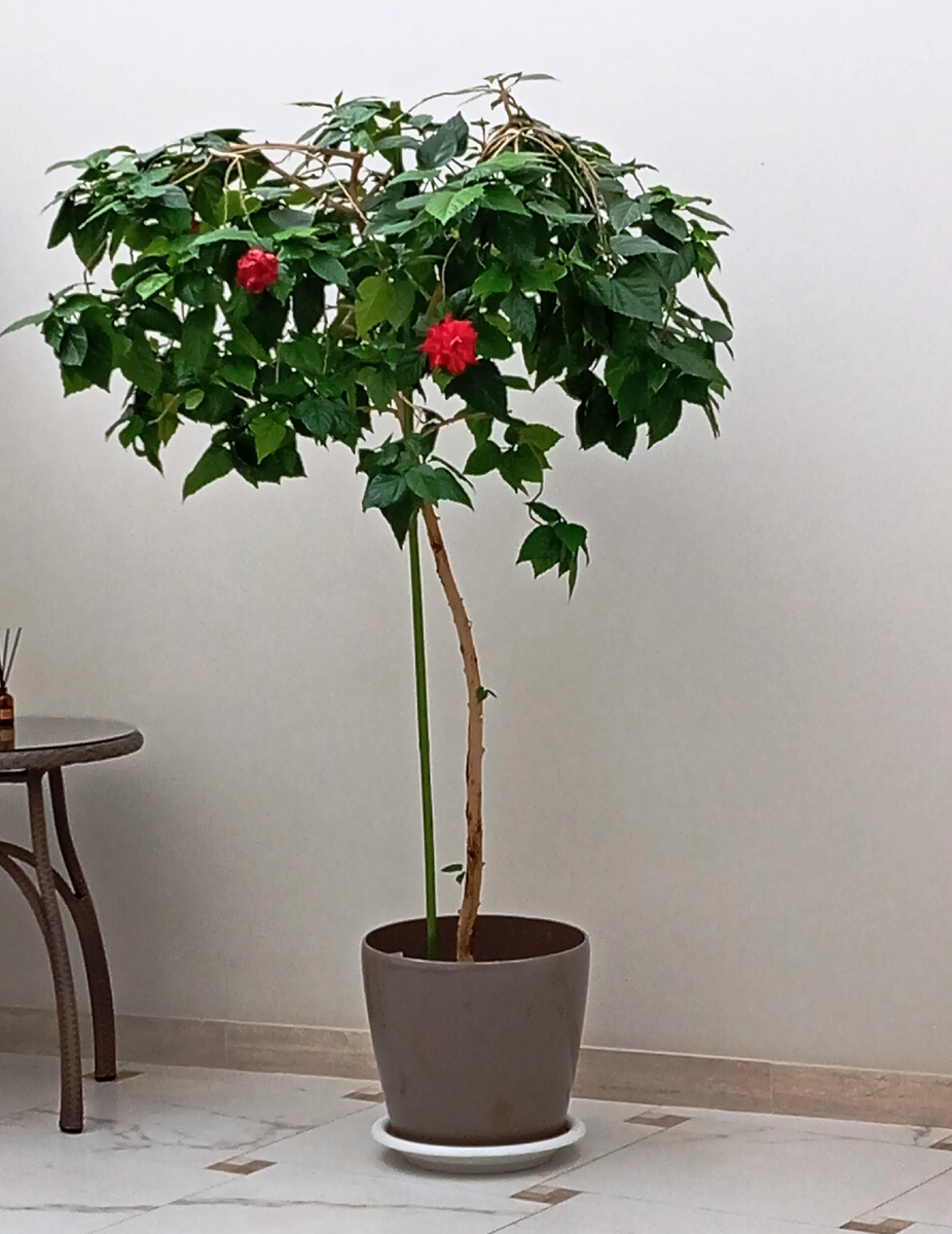 Роза под лестницей в фойе - санаторий Родник Алтая - Белокуриха